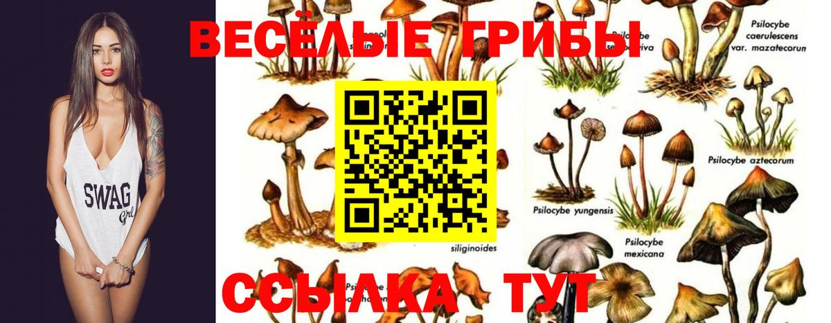 Галлюциногенные грибы Psilocybine cubensis  Вход с VPN  Псилоцибиновые грибы прущие грибы  Холмск 
